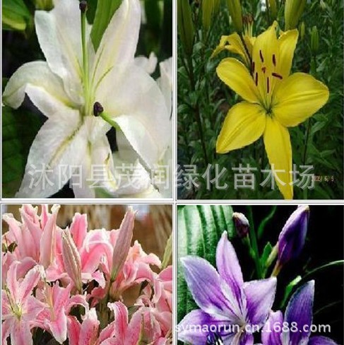 Supply of Lily Bulbs Ornamental Lily Seedlings Shipped with Buds