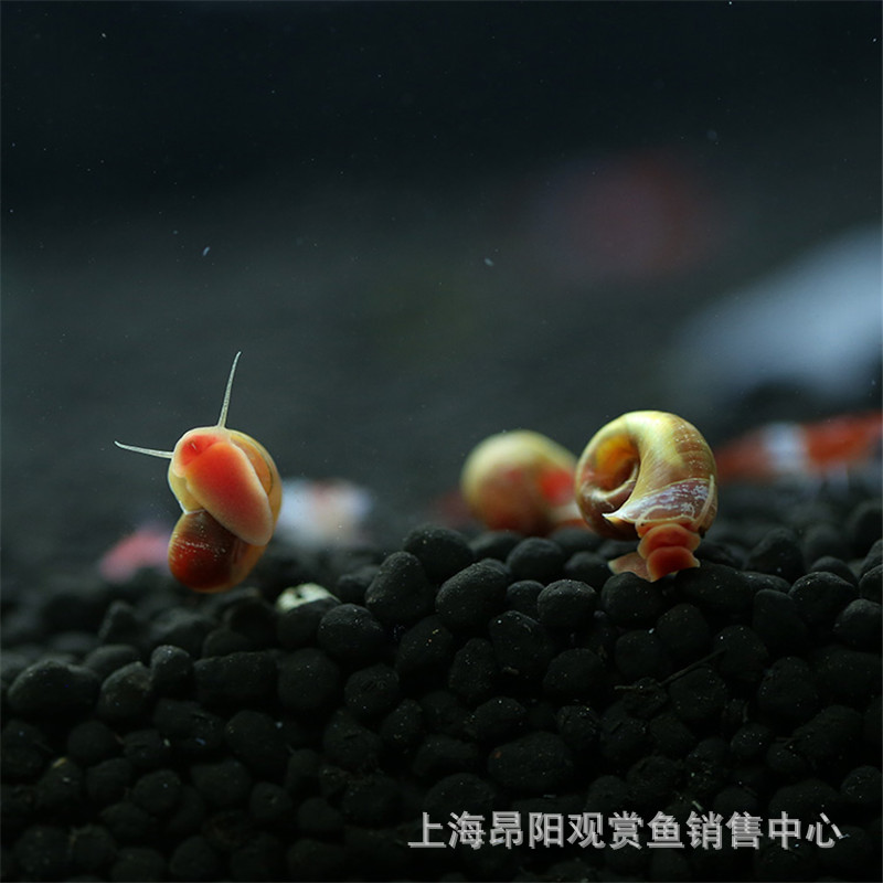 Live Bait for Aquarium Pets: Red Apple Snails, Tool Snails, Algae-Removing Snails, Pet Turtles, Zebra Snails, and Small Dog-Headed Snails