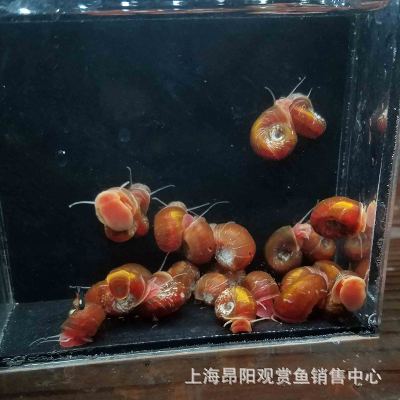 Live Bait for Aquarium Pets: Red Apple Snails, Tool Snails, Algae-Removing Snails, Pet Turtles, Zebra Snails, and Small Dog-Headed Snails