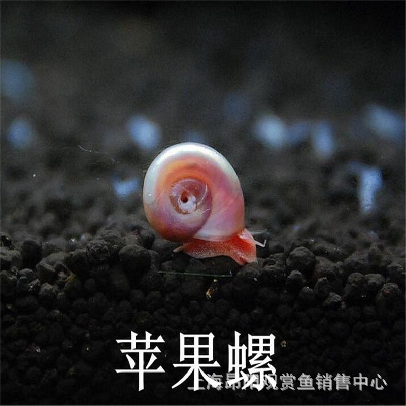 Live Bait for Aquarium Pets: Red Apple Snails, Tool Snails, Algae-Removing Snails, Pet Turtles, Zebra Snails, and Small Dog-Headed Snails