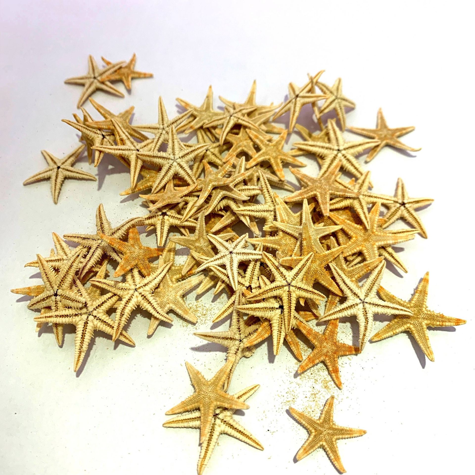 Personalized DIY classic material natural starfish shell drift bottle accessories micro landscape material mini starfish