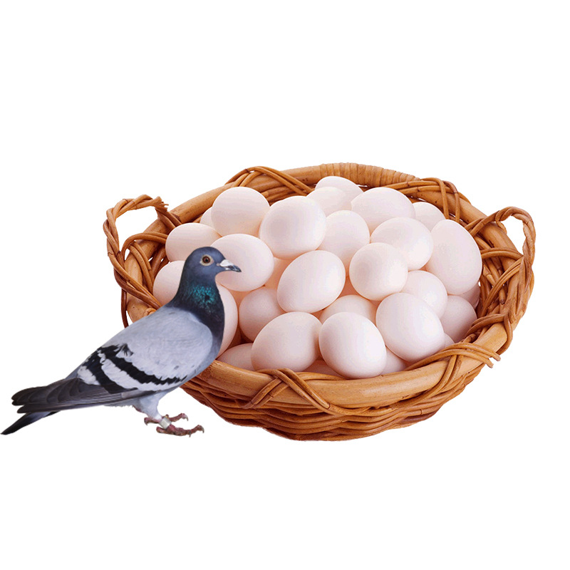20Pcs Wholesale Farm Miscellaneous Grains Free Range Native Product White Dove Eggs Spot Supply Dove Eggs