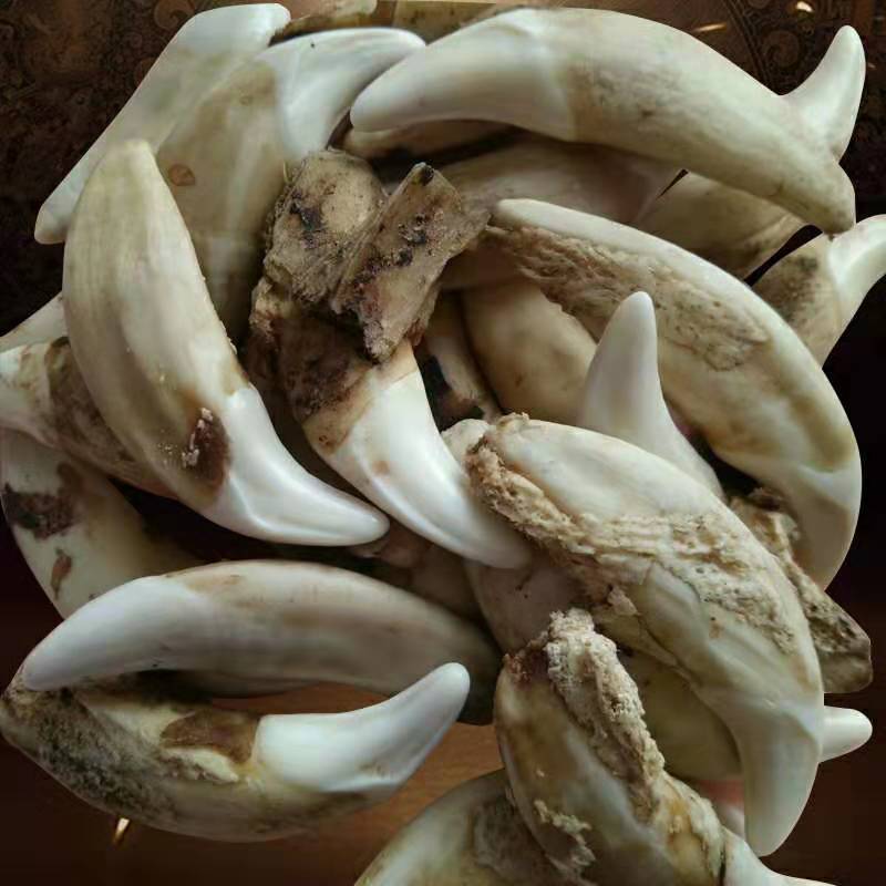 Real Dog Tooth Black Dog Tooth Tooth Tooth Pendant Bleached Xizang Buck Teeth Wholesale Necklace Bracelet Accessories Street Stall Supply Double Hole