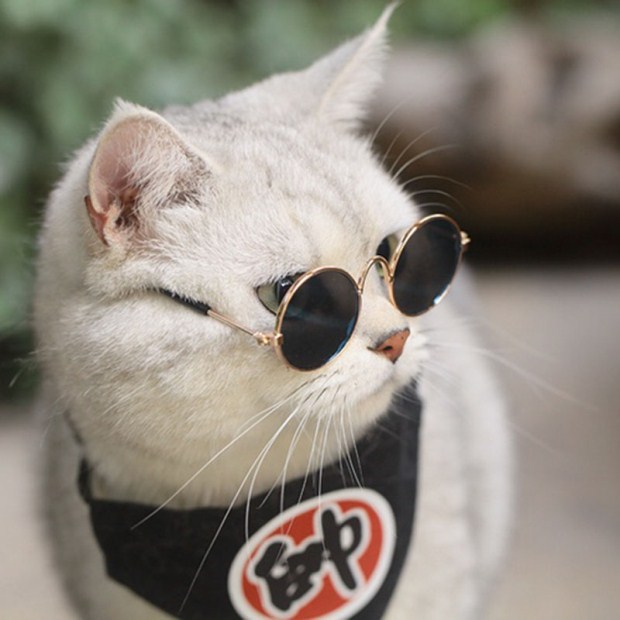 Pet glasses cat supplies creative trend dog pet supplies new strange funny cat sunglasses in stock wholesale