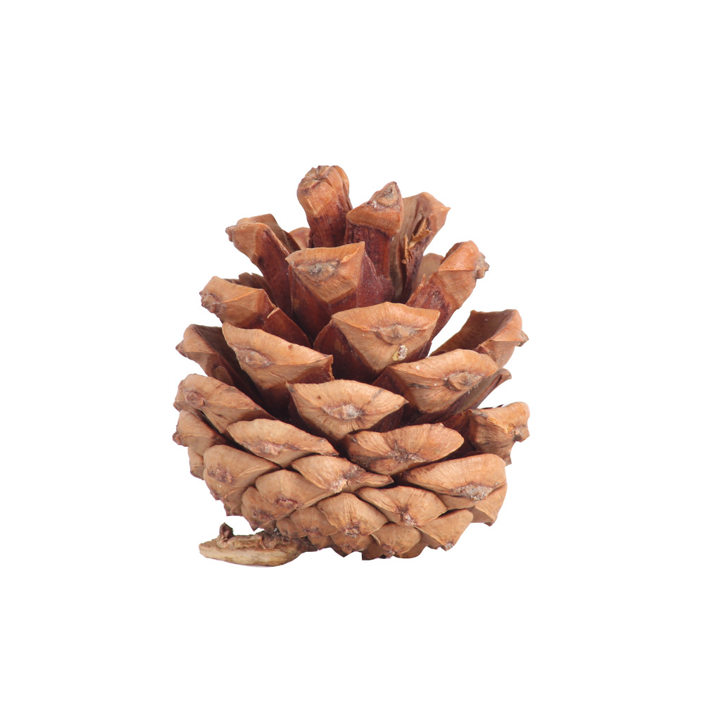 Dried Pine Cone Flower Christmas Decoration Handmade DIY Material Package Garland Accessories Natural Christmas Pine Cone Pine Cone Wholesale