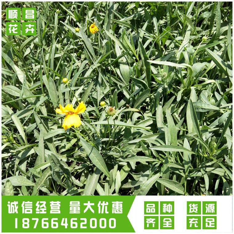 Coreopsis Seedlings 10-25 Degrees Flower Border Flower Belt Greening Qingzhou Base Wholesale Coreopsis Seedlings