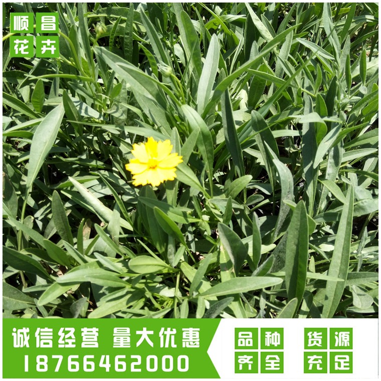 Coreopsis Seedlings 10-25 Degrees Flower Border Flower Belt Greening Qingzhou Base Wholesale Coreopsis Seedlings