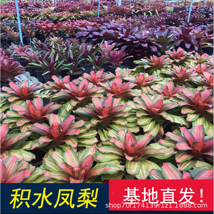 Водяной ананас, водный и наземный резервуар, дождевой лес, ландшафт для рептилий, яркие горшечные безземельные растения, экологический ландшафт, микроскопические растения