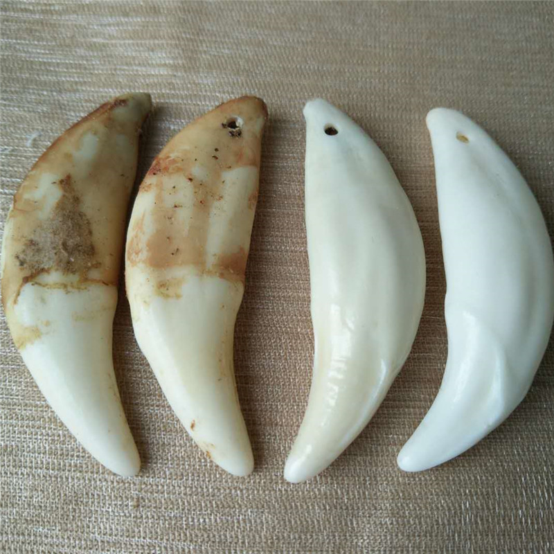 Real Dog Tooth Black Dog Tooth Tooth Tooth Pendant Bleached Xizang Buck Teeth Wholesale Necklace Bracelet Accessories Street Stall Supply Double Hole