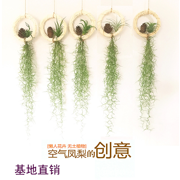 Воздухопроницаемое растение ананаса, безземельное, горшечное зеленое растение, комбинация эльфов, изысканный подарок, маленький осьминог, Медуза, оптовая продажа от производителя