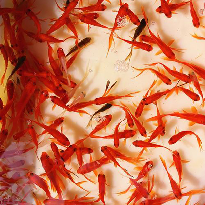 Red grass fish goldfish crucian carp fish small red grass freshwater pet goldfish small goldfish feed fishnet red tank fish