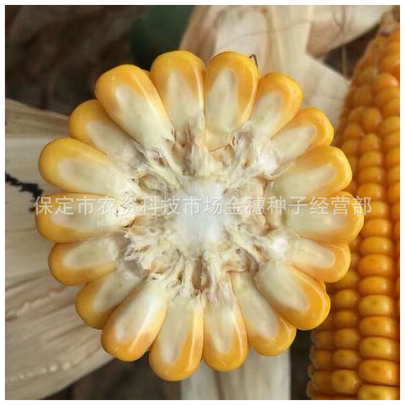White Axis New Real 118 Corn Seeds Common Agricultural Miscellaneous