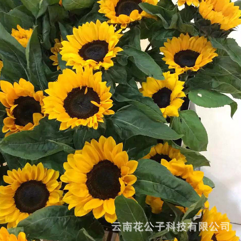 Оптовая продажа цветов подсолнуха, свадебные букеты, свежесрезанные цветы из цветочной базы Юннани