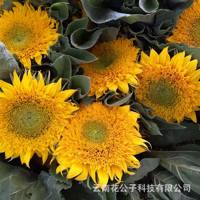 Sunflower flowers Yunnan flower base wholesale flower shop stall wedding flower arrangement bouquet flower basket fresh cut flowers