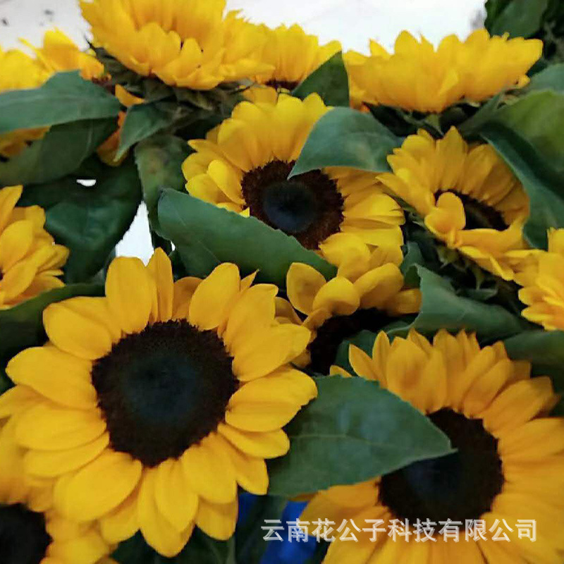 Sunflower flowers Yunnan flower base wholesale flower shop stall wedding flower arrangement bouquet flower basket fresh cut flowers