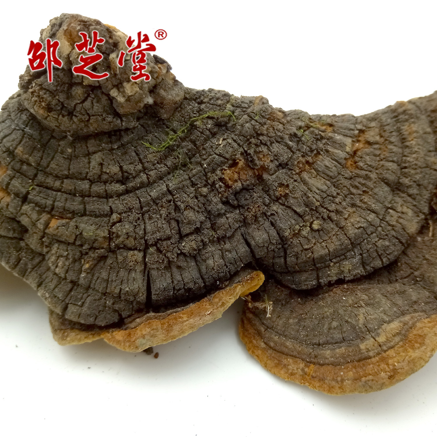 самостоятельно собранная и вырытая магнолия, ганодерма и полипорус легочный из Чанбай горы розничная и оптовая продажа