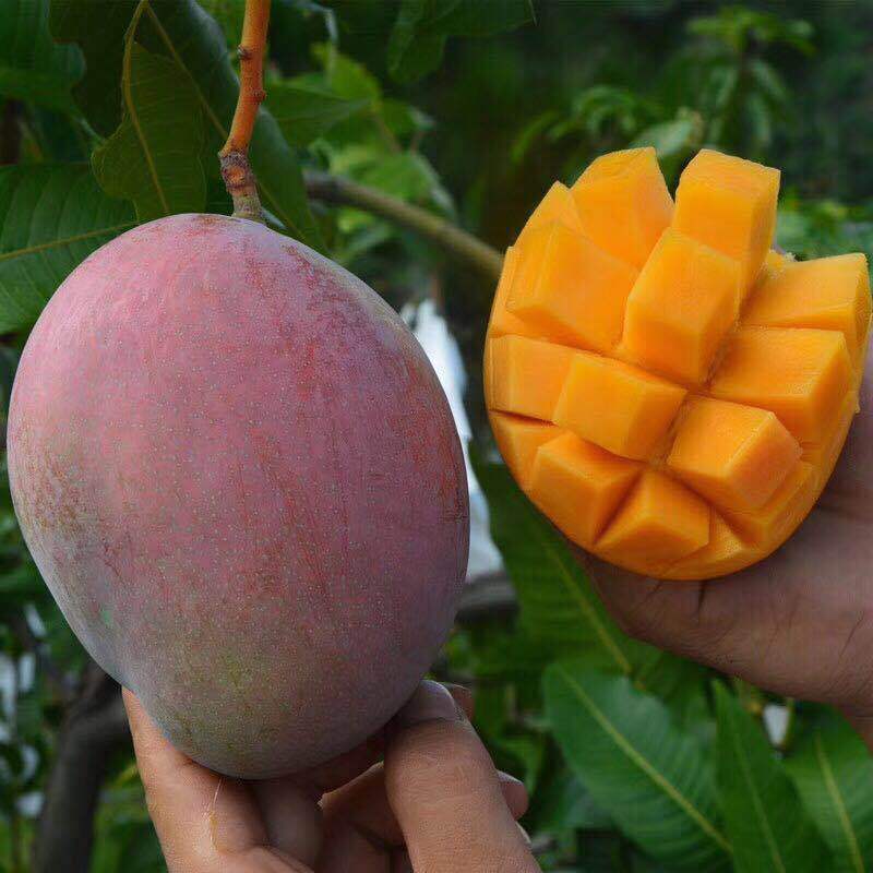 Fresh Fruit Mangoes, Panzhihua Kate Mangoes, Non-Princess Mangoes, Vietnamese Large Green Mangoes, Dropshipping, 5kg Free Shipping