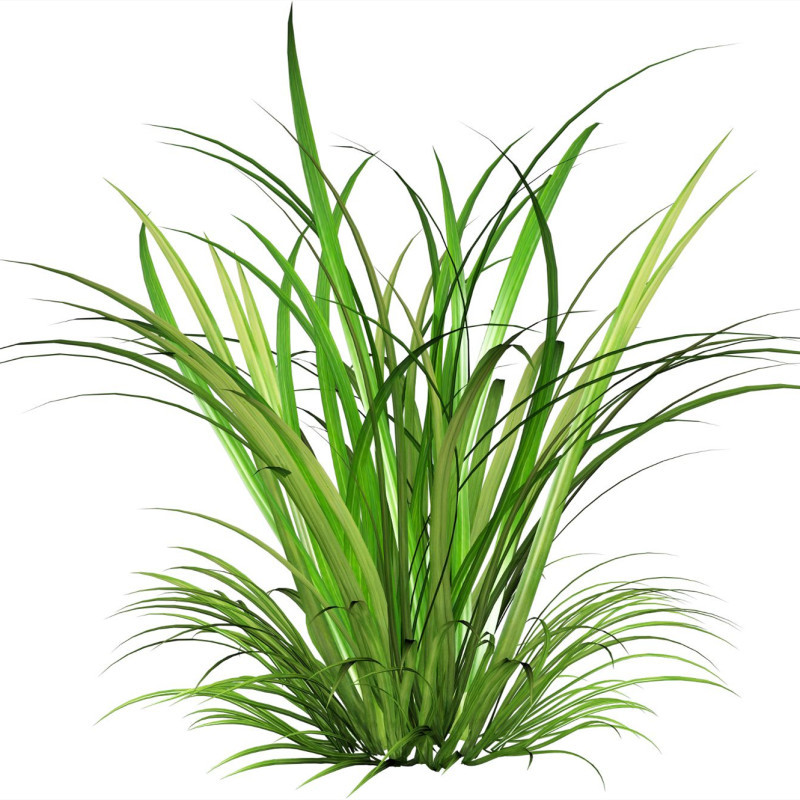 Lawn Seeds, Slope Protection, Grass Seeds, Ryegrass, Tall Fescue, Dwarf Four-Season Green Bermudagrass, Carpet Grass, Drought-Resistant Echinochloa Frumentacea