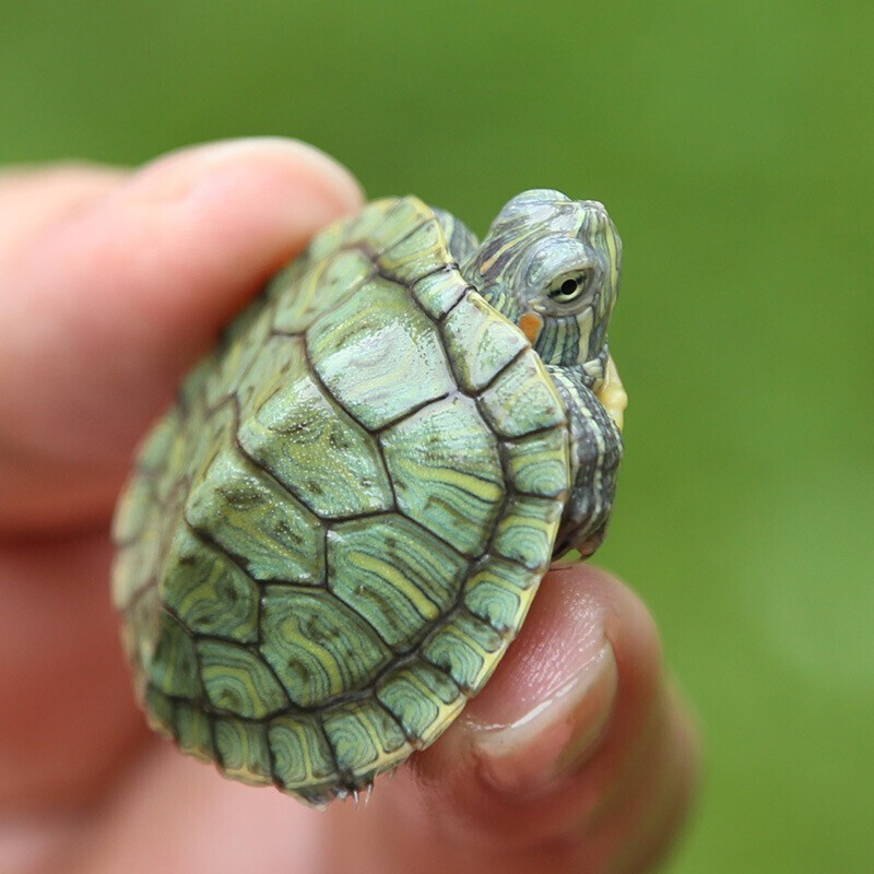 Brazilian small turtle pet living amphibious turtle Waitang red-eared omnivorous turtle farm wholesale stall ornamental water turtle