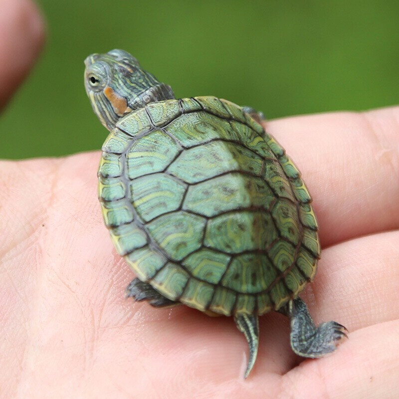 Brazilian small turtle pet living amphibious turtle Waitang red-eared omnivorous turtle farm wholesale stall ornamental water turtle