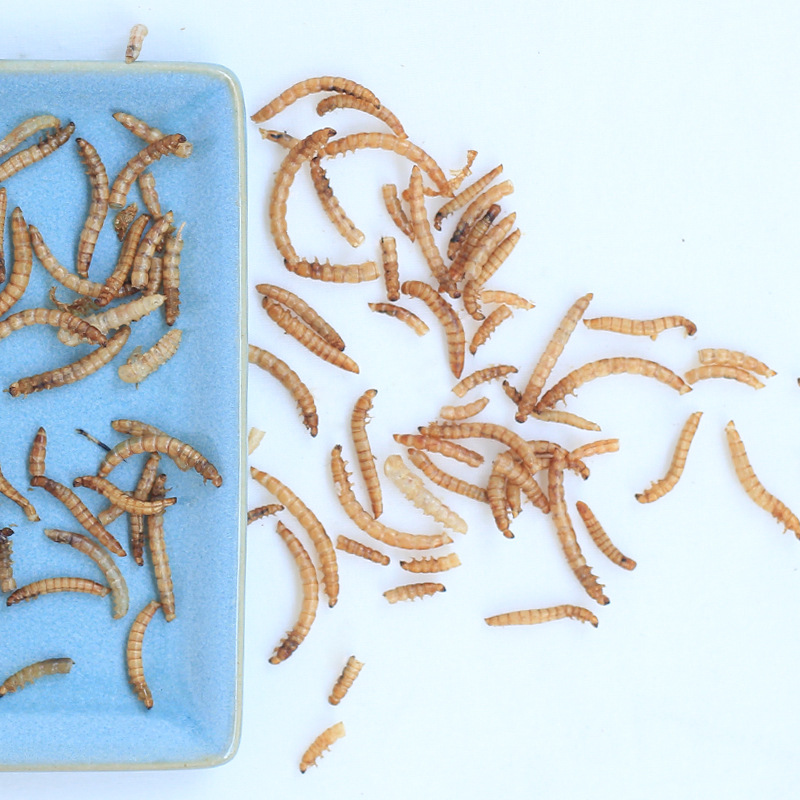 Pet snacks hamster food ornamental fish bread worm dried 500g yellow mealworm feed nutrition hamster food freeze-dried 1