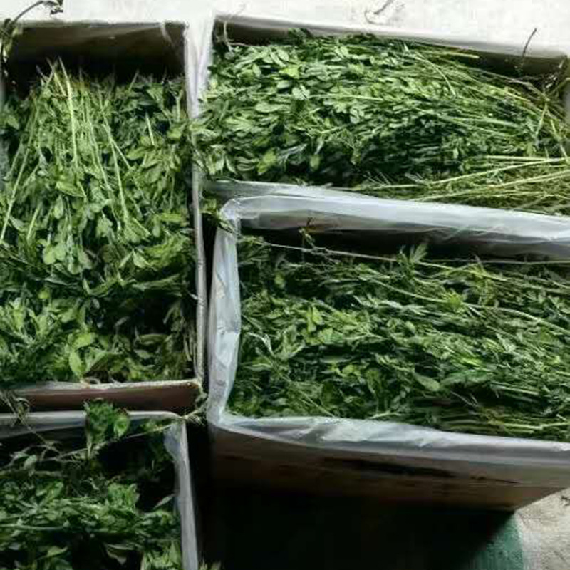 Drying alfalfa rabbit Chinchilla guinea pig herbage Hay 1000G spot factory