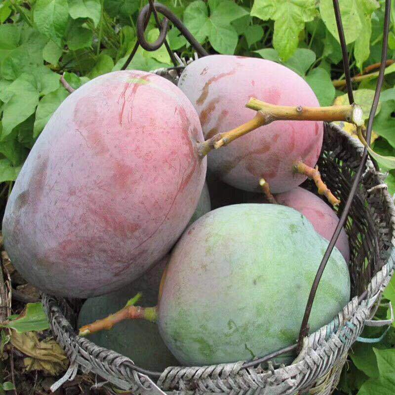 Свежие манго, манго Кейт из Паньчжихуа, не принцесса, вьетнамские крупные зеленые манго, дропшиппинг, 5 кг бесплатная доставка