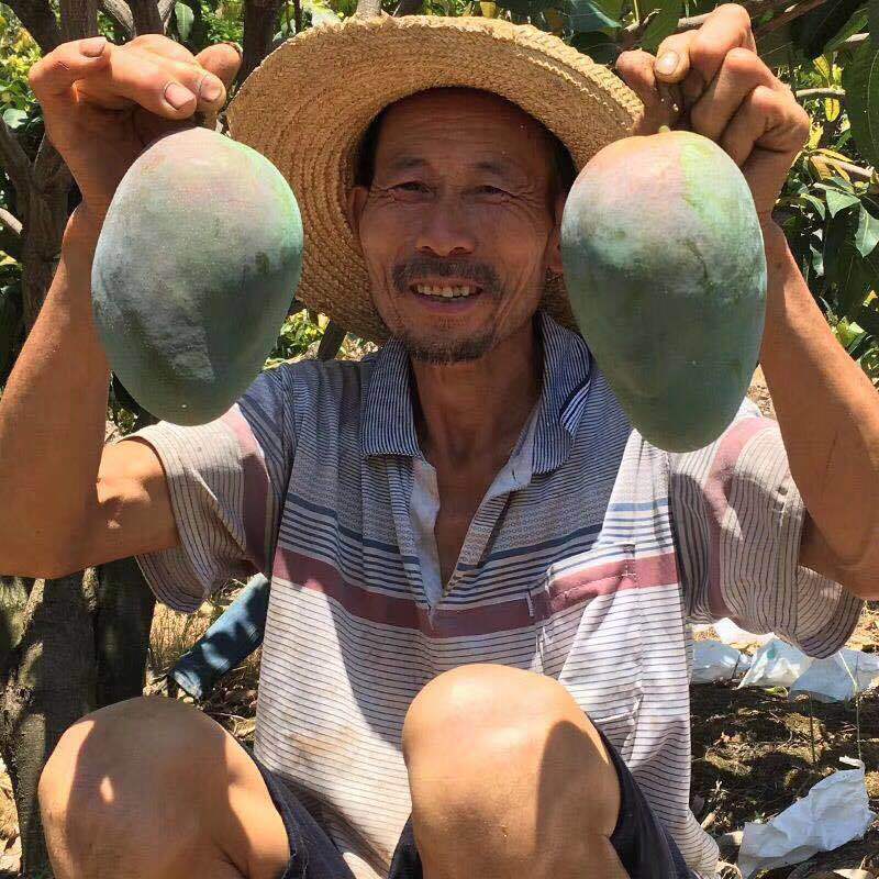 Fresh Fruit Mangoes, Panzhihua Kate Mangoes, Non-Princess Mangoes, Vietnamese Large Green Mangoes, Dropshipping, 5kg Free Shipping