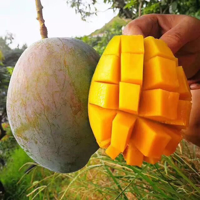 Fresh Fruit Mangoes, Panzhihua Kate Mangoes, Non-Princess Mangoes, Vietnamese Large Green Mangoes, Dropshipping, 5kg Free Shipping