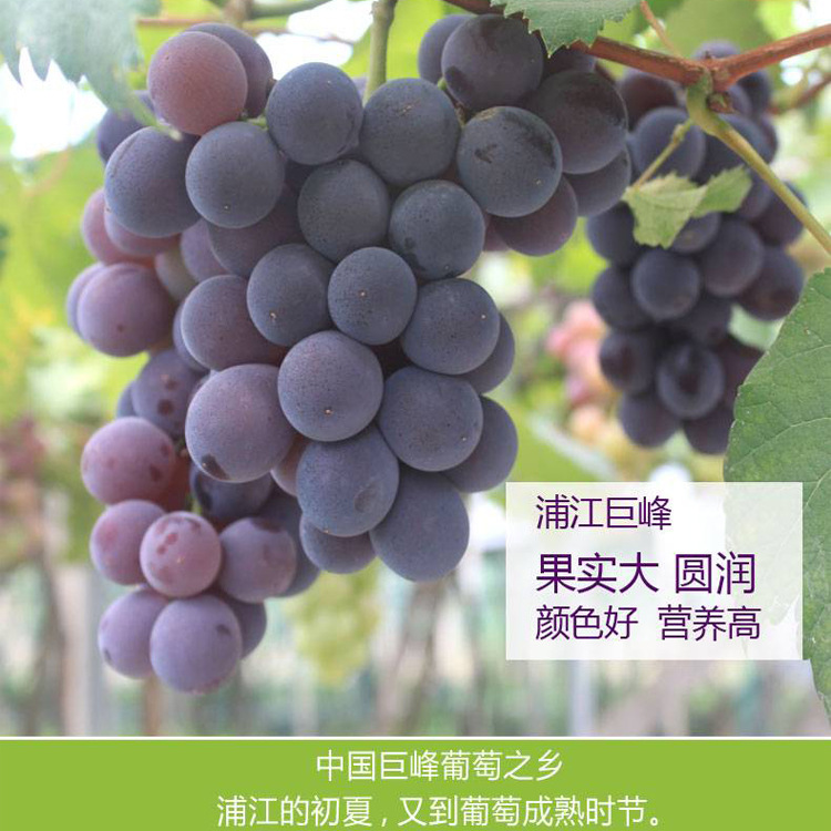 Виноград гигантская вершина Пудзян, свежий сезонный фрукт для беременных, целая гроздь, сладкий, фермерский, аутентичный, 2.5кг в коробке