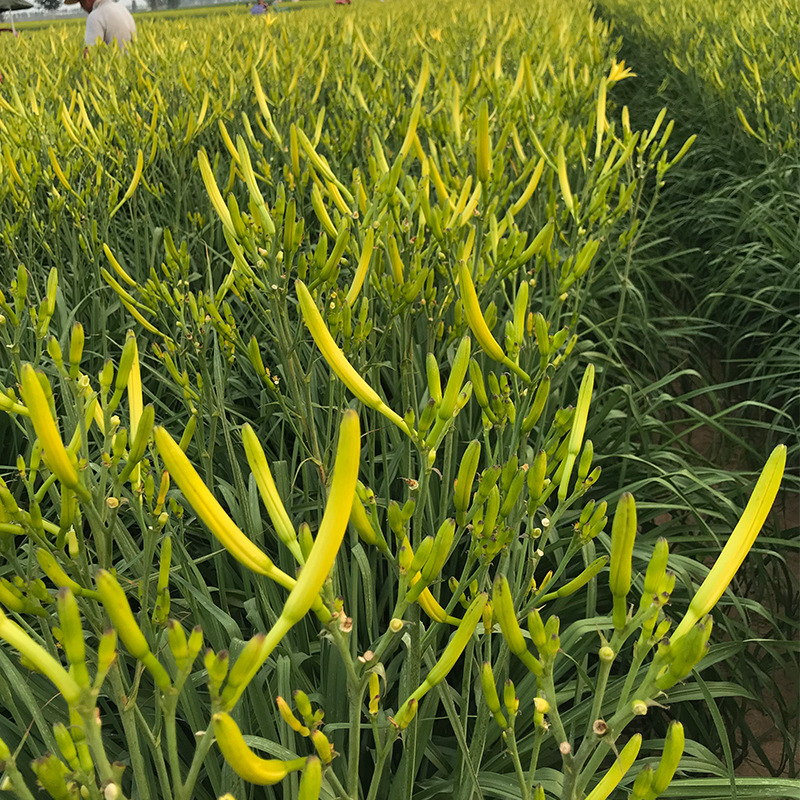 Farm Day Lily dried goods golden needle vegetables bulk wholesale dried vegetables natural drying box bag place of origin wholesale