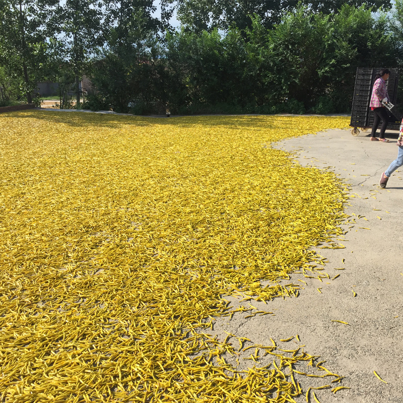 Farm Day Lily dried goods golden needle vegetables bulk wholesale dried vegetables natural drying box bag place of origin wholesale
