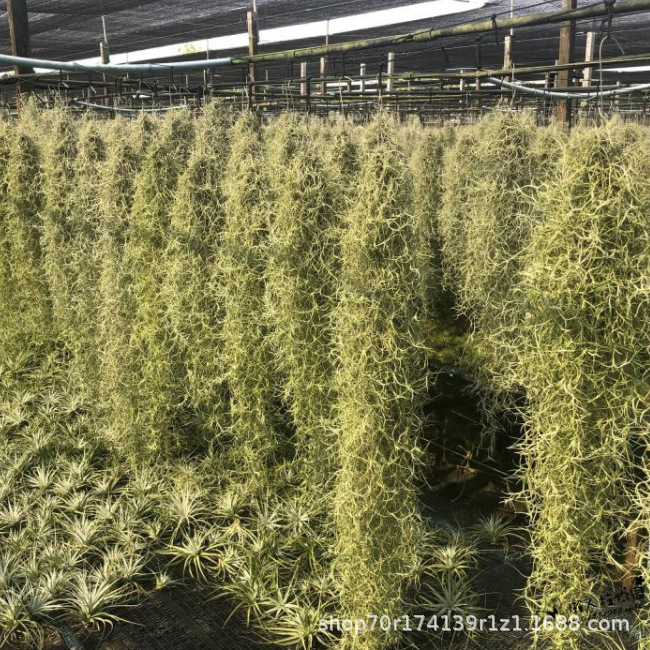 Air Pineapple Soilless Plant Potted Green Plant Elf Combination Exquisite Gift Small Octopus Medusa Manufacturer Wholesale