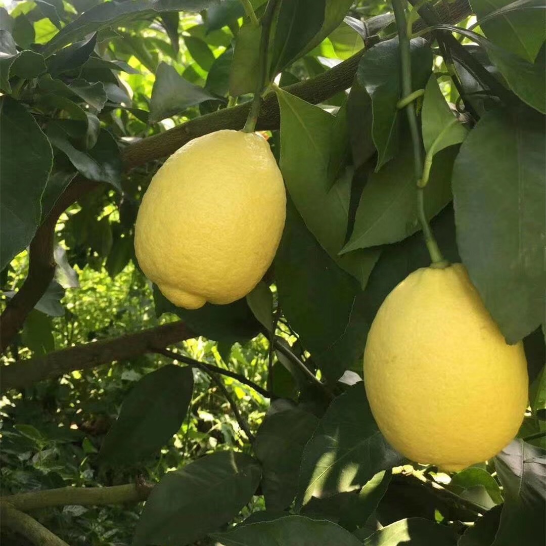 Sichuan Anyue Yellow Lemon, Ulric Fresh Seasonal Water, Non-Hainan Green Lemon 2.5kg Free Shipping Drop Shipping