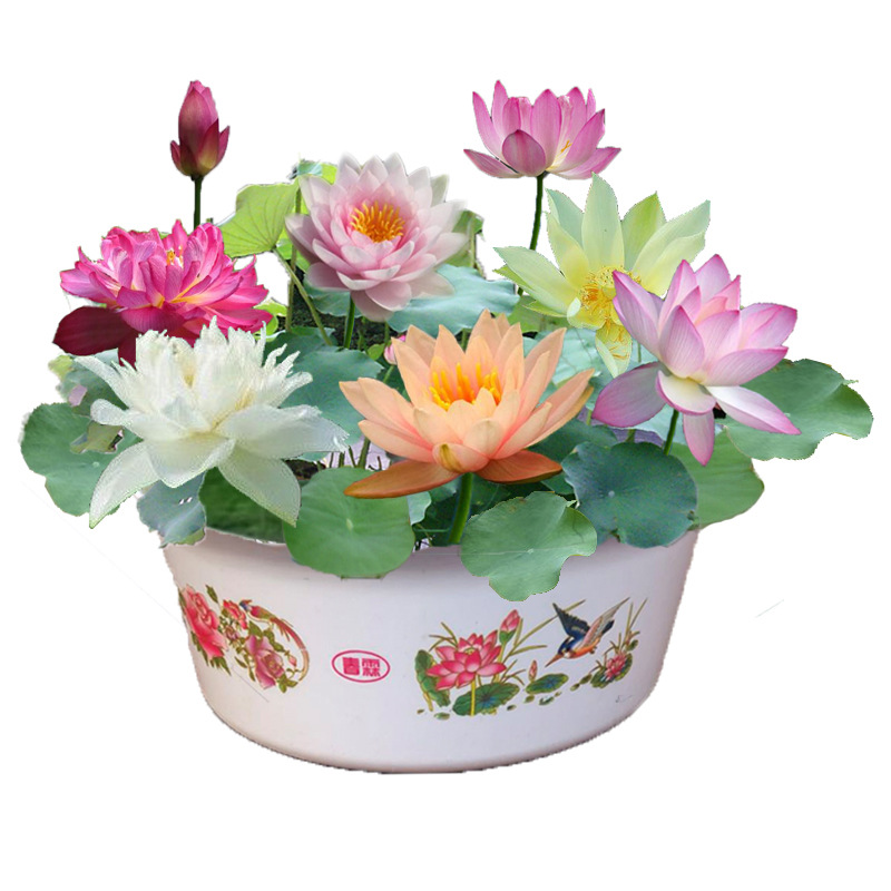 Four Seasons Hydroponic Flower Plant Mini Water Lily Potted Balcony Desktop Flower Viewing Aquatic Small Bowl Lotus Lotus Green Plant