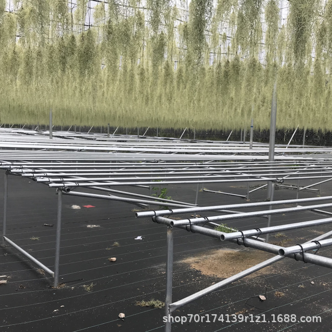 Air Pineapple Soilless Plant for the Elderly, Pineapple Air Grass Green Plant Creative Four-Season Evergreen Indoor Hanging