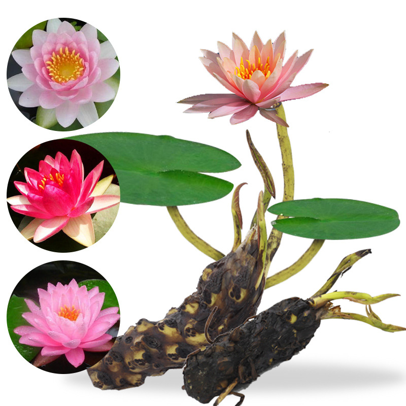 Four Seasons Hydroponic Flower Plant Mini Water Lily Potted Balcony Desktop Flower Viewing Aquatic Small Bowl Lotus Lotus Green Plant