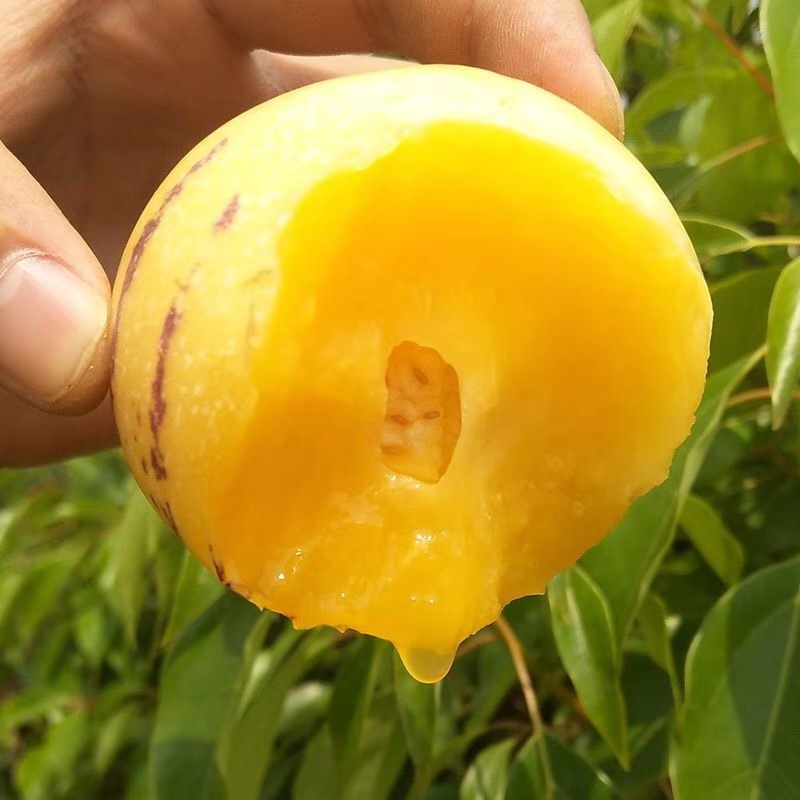 Yunnan Stone Forest Ginseng Fruit Tree Cooked Yellow Meat Round Fruit Freshly Picked Yellow Meat Round Fruit Naturally Ripe 2.5kg Freshly Picked and Delivered