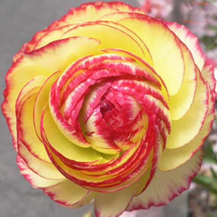 Mignonette Bulbs, Root Pots, Flower Bulbs, Celery Leaves, Peonies, Mixed Colors, Random Hair