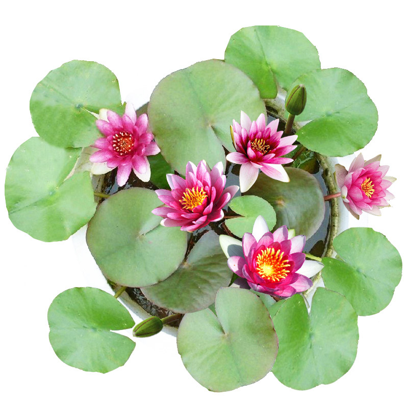 Four Seasons Hydroponic Flower Plant Mini Water Lily Potted Balcony Desktop Flower Viewing Aquatic Small Bowl Lotus Lotus Green Plant