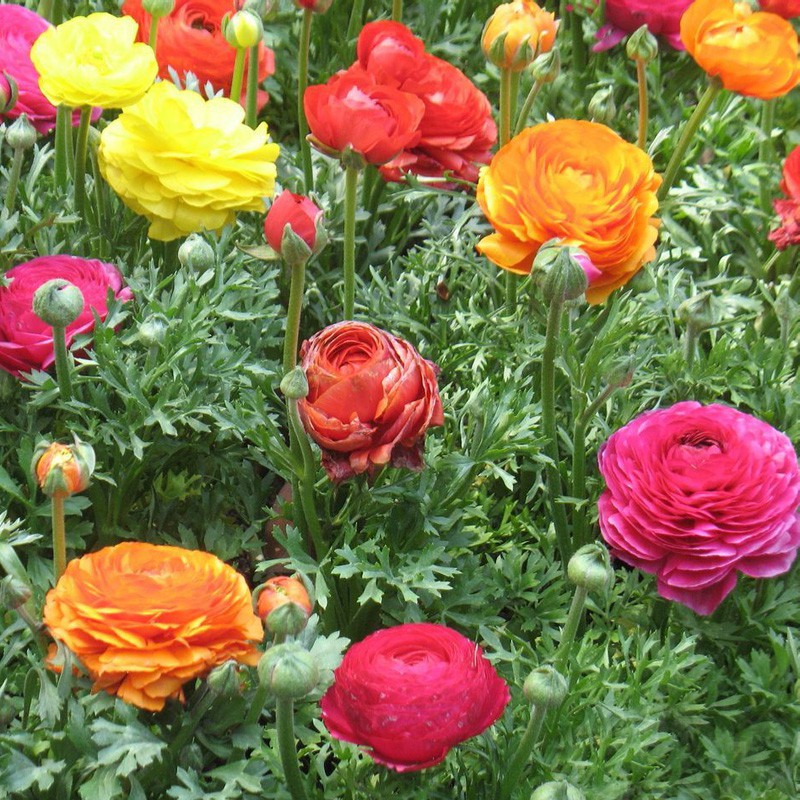 Mignonette Bulbs, Root Pots, Flower Bulbs, Celery Leaves, Peonies, Mixed Colors, Random Hair