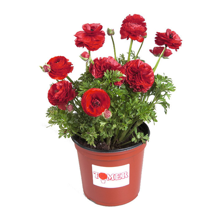 Mignonette Bulbs, Root Pots, Flower Bulbs, Celery Leaves, Peonies, Mixed Colors, Random Hair