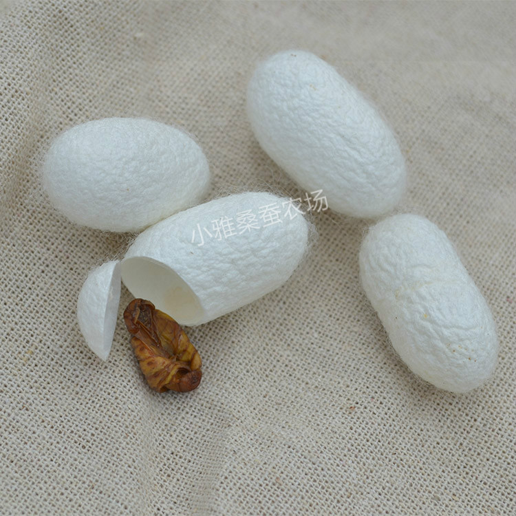 Cocoon Single Palace Dried Cocoon Natural Light Palace Cocoon Traditional Chinese Medicine Cocoon Complete Hangtag Mulberry Cocoon Raw Material