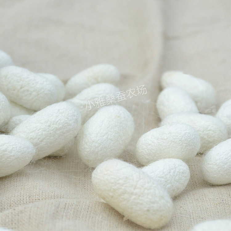 Cocoon Single Palace Dried Cocoon Natural Light Palace Cocoon Traditional Chinese Medicine Cocoon Complete Hangtag Mulberry Cocoon Raw Material