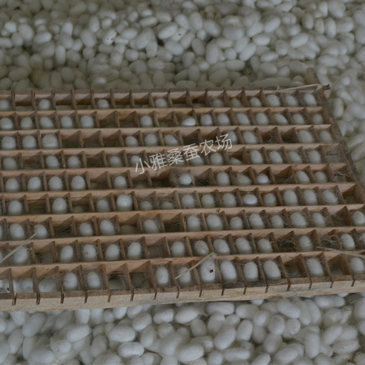 Cocoon Single Palace Dried Cocoon Natural Light Palace Cocoon Traditional Chinese Medicine Cocoon Complete Hangtag Mulberry Cocoon Raw Material