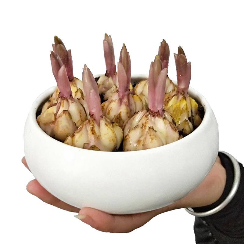 Fresh Perfume Lily Bulbs with Buds, Four-Season Green Plants, Potted Flower Seeds, Indoor Balcony Flower Seedlings, Large Bulbs