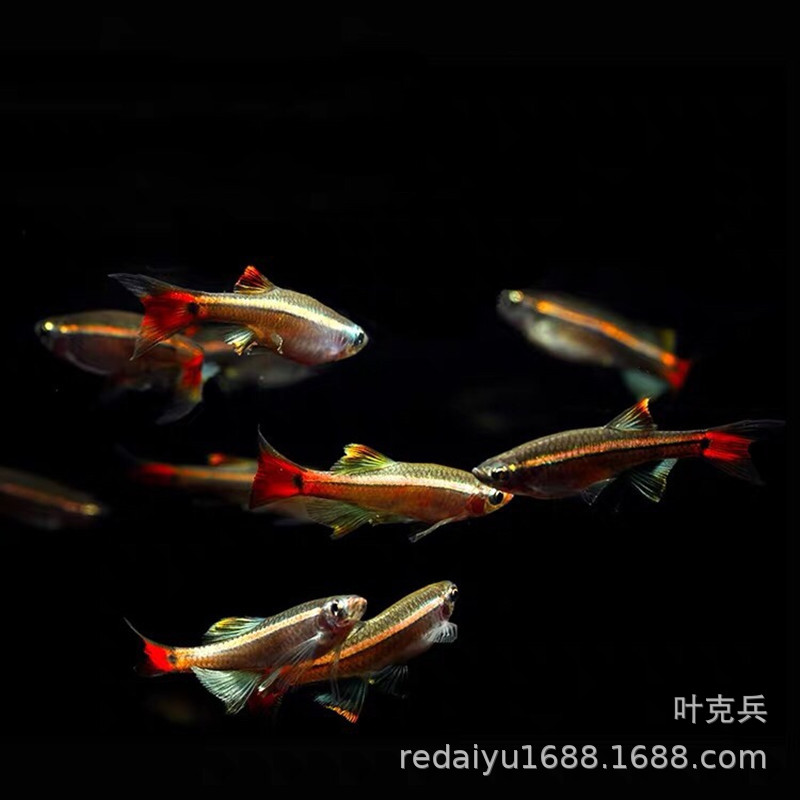 Tropical fish ornamental fish wholesale Kui Li gold rose gold long tail white cloud goldfish