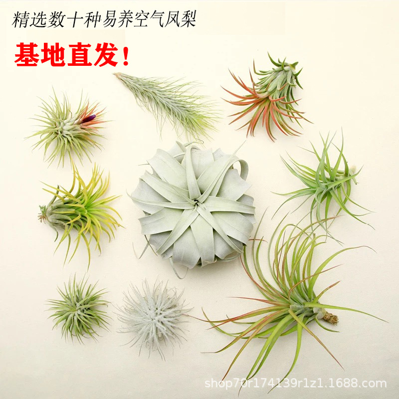 Воздухопроницаемое растение ананаса для пожилых, ананасовая трава, зеленое растение, креативное четырехсезонное вечнозеленое, комнатное подвесное