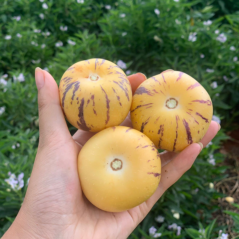 Yunnan Shilin Ginseng Fruit Daidaifa 3/ 2.5kg Fresh Yellow New Round Fruit, Sweet and Milky Fairy Fruit, Fruit for Pregnant Women