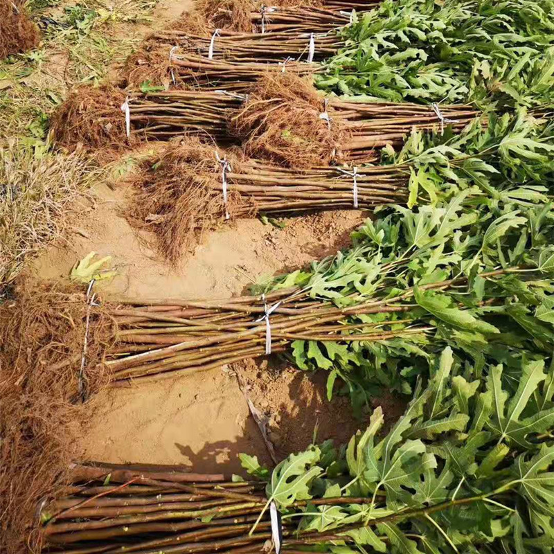 Fig Tree Seedlings 1m or More, Poji Honggres Fig Tree Seedlings, Bear Fruit in the Same Year, Potted Fig Trees